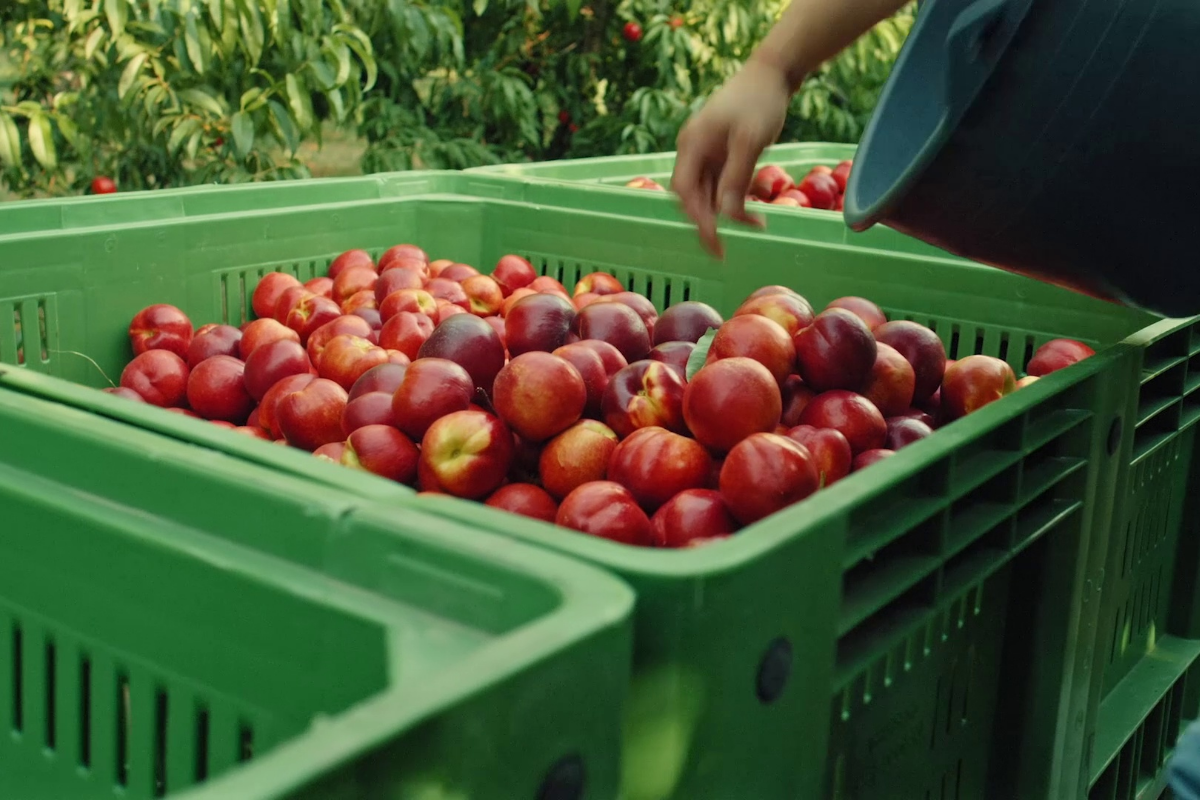 Certificazione IGP per pesche e nettarine